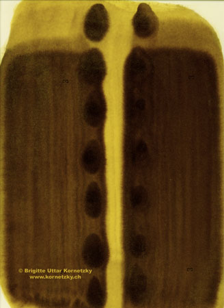 x02062a1